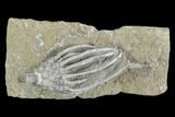 Crinoid (Macrocrinus) Fossil - Crawfordsville, Indiana #94451-1